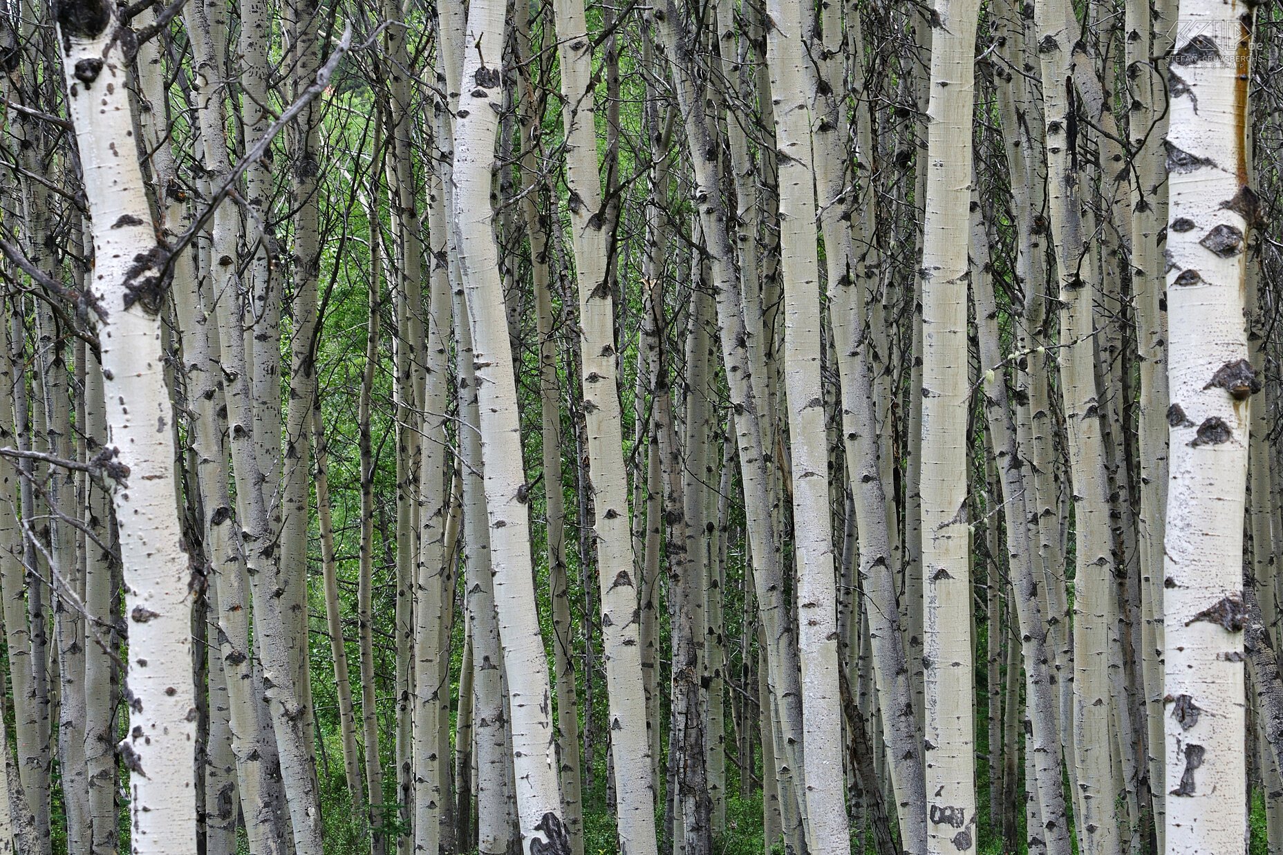 Jasper NP - Patricia Lake - Birch trees  Stefan Cruysberghs